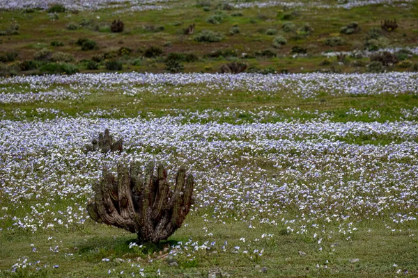 Deserto ganha "tapete de flores" após chuvas intensas causadas pelo El Niño