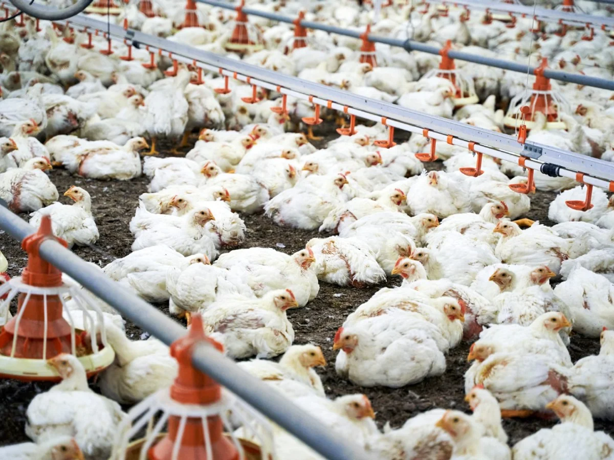 UE aceita protocolo do Brasil e prepara volta das exportações de frango