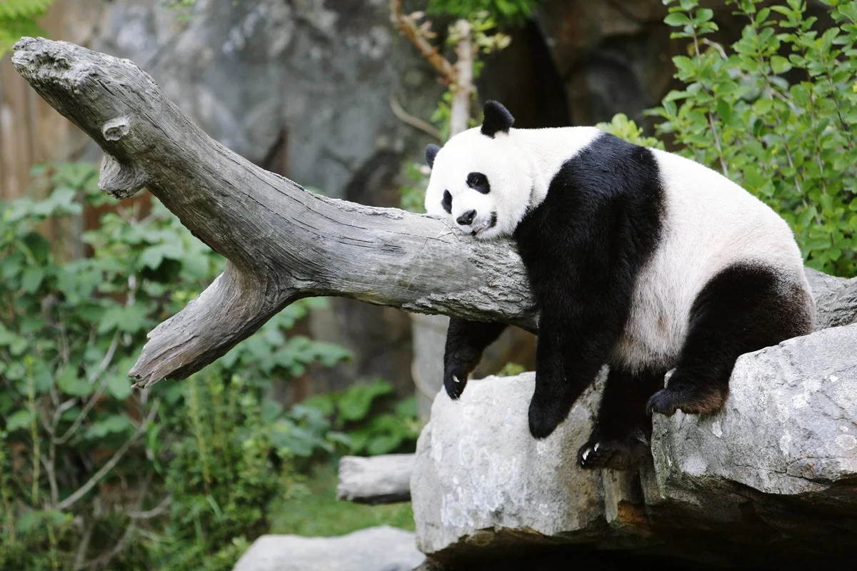 Em visita a Trump, Xi anuncia envio de pandas "embaixadores" a zoo dos EUA
