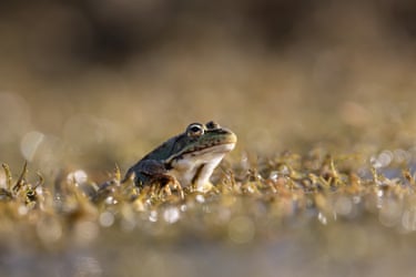 A water frog is seen in an area of the Hevsel Gardens, located in Diyarbakir, Turkey. Known for their rich biodiversity and abundant food resources, the Hevsel Gardens are listed as a UNESCO World Heritage Site