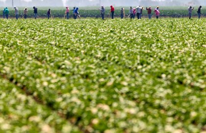 As sanções atingiram apenas 27,5% das infrações por agrotóxicos detectadas na Califórnia