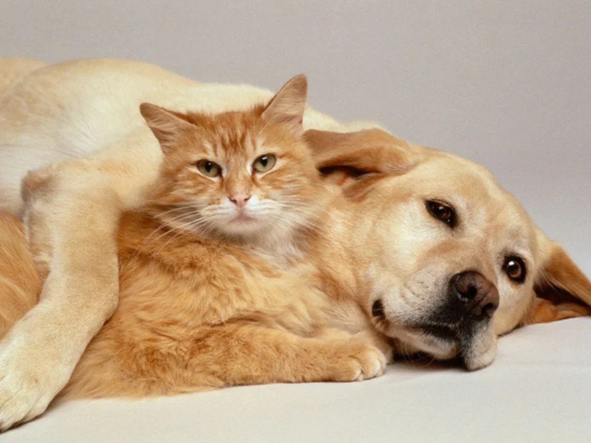 Feira de adoção de cães e gatos acontece neste sábado em Contagem