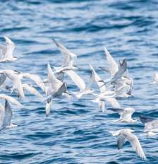 Tecnologia desenvolvida no Reino Unido combina boia giratória e pipa para afastar aves mergulhadoras das redes de pesca Foto: LookAod/Canva / Bons Fluidos