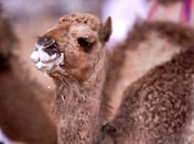 'Nothing is more precious': Camel milking contest shines light on Emirati heritage