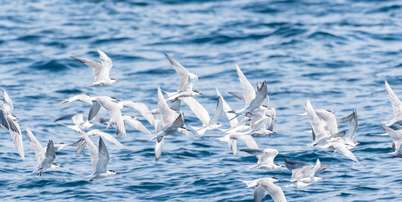 Tecnologia desenvolvida no Reino Unido combina boia girat&oacute;ria e pipa para afastar aves mergulhadoras das redes de pesca Foto: LookAod/Canva / Bons Fluidos