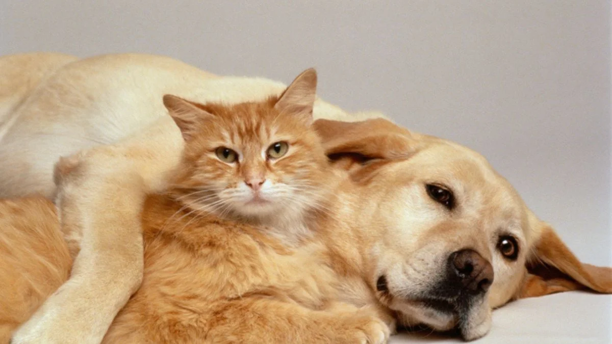 Feira de adoção de cães e gatos acontece neste sábado em Contagem