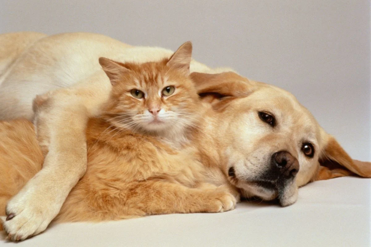 Feira de adoção de cães e gatos acontece neste sábado em Contagem