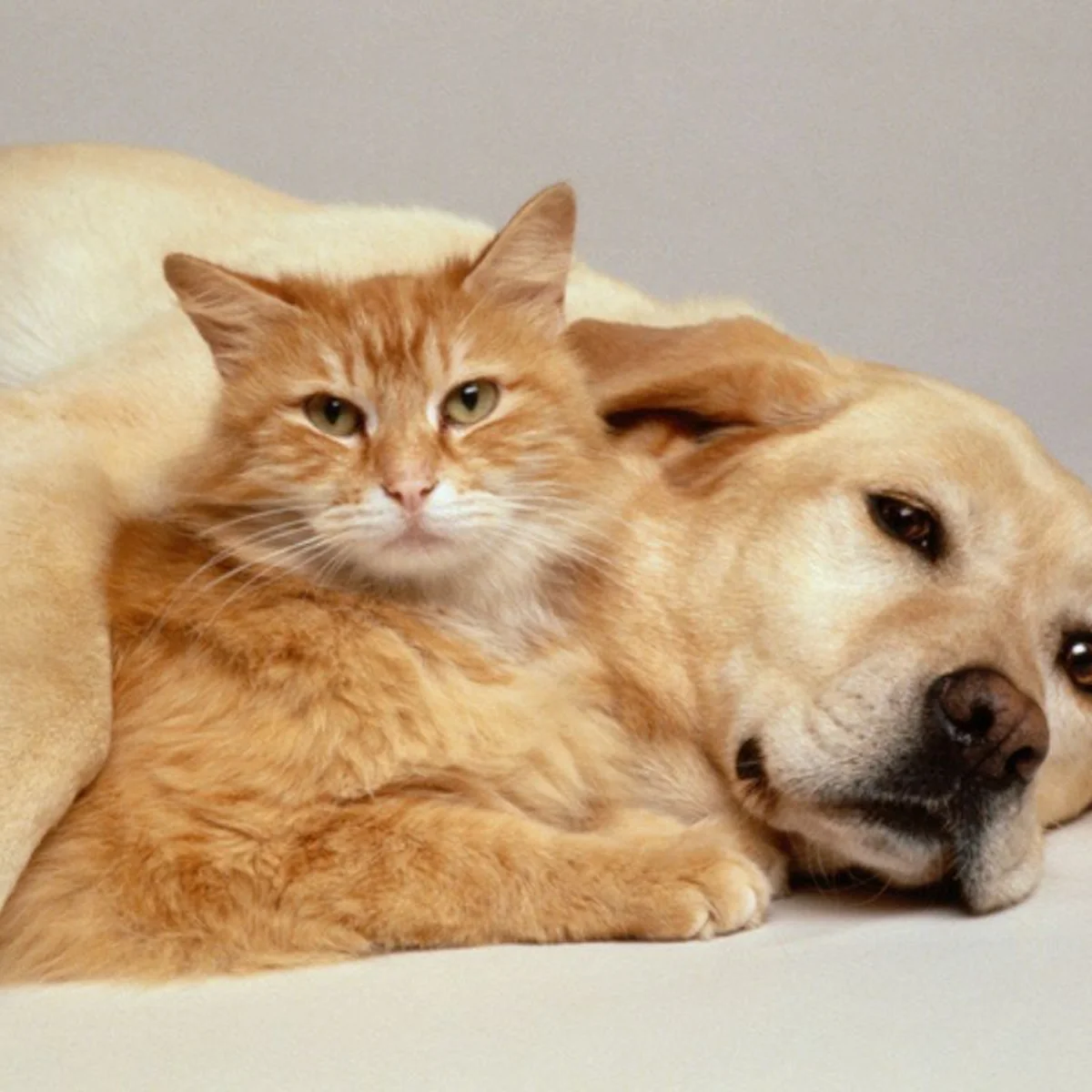 Feira de adoção de cães e gatos acontece neste sábado em Contagem