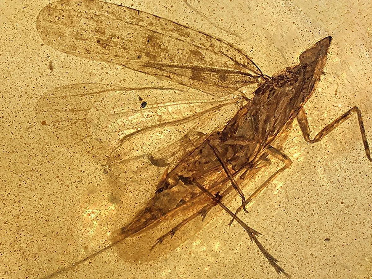 Fóssil revela nova espécie de inseto que viveu na era dos dinossauros