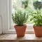 7 Cara Menata Tanaman Herbal di Dekat Jendela agar Rumah Wangi dan Makin Rapi